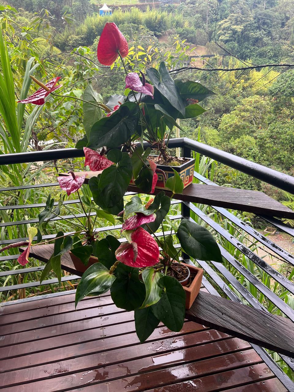 Casa Campestre en Parcelación Caldas 12